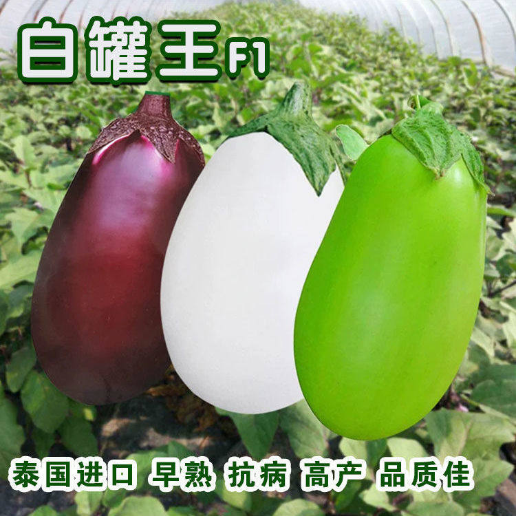 白罐王白茄子种子白罐茄绿茄大茄子种籽四季播耐寒秋冬季蔬菜种孑