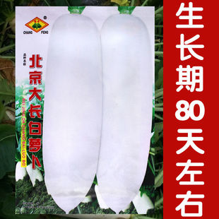 老品种北京大白长萝卜种子 水果萝卜大白萝卜 庭院种菜种子莱菔子