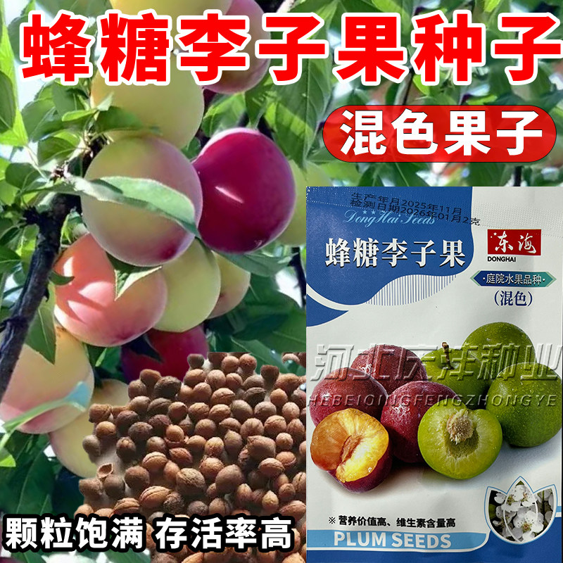 李子果种子混色大李子果种子籽南北方都可以种植春季多年生水果籽
