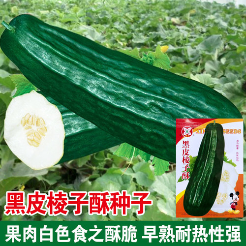 黑皮大棱子酥瓜脆瓜菜瓜水果种子