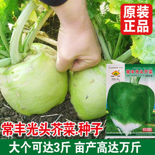 光头芥菜种子特大辣疙瘩种