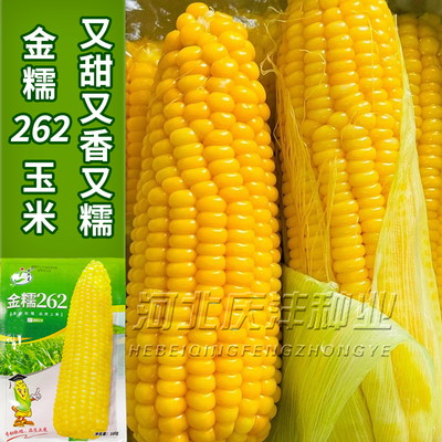 金糯262粘玉米种子 香甜黄糯玉米种籽大棒黏糯玉米籽粘苞米籽包邮