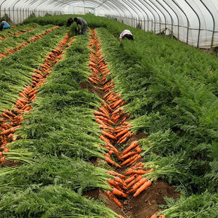 红冠八寸参胡萝卜种子大田高产胡萝卜种籽口感甜脆红胡萝卜种子