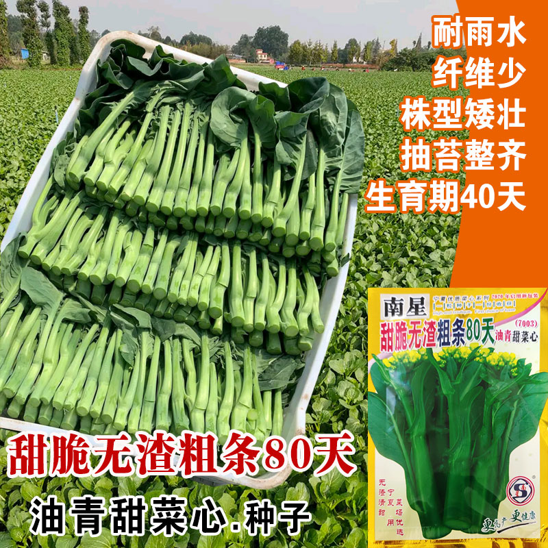 80天四季蔬菜种孑青菜春季白菜苔