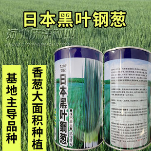 日本黑叶钢葱全能香葱种子耐热耐寒抗病细叶硬杆小香葱种籽基地种