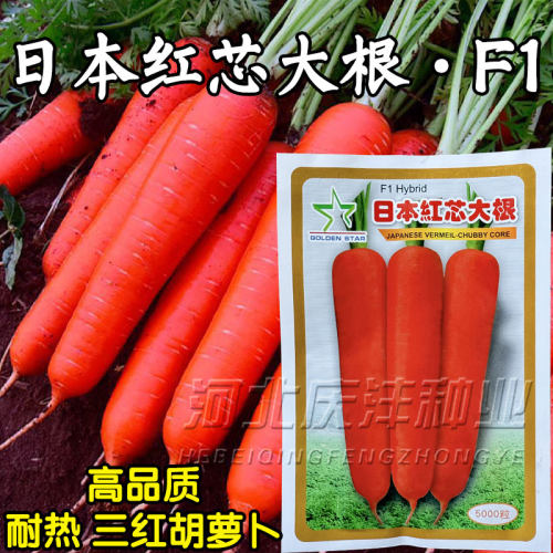 胡萝卜种子三红胡萝卜籽日本红芯