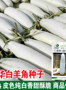 茂华白羊羊角蜜甜瓜种子香瓜种籽