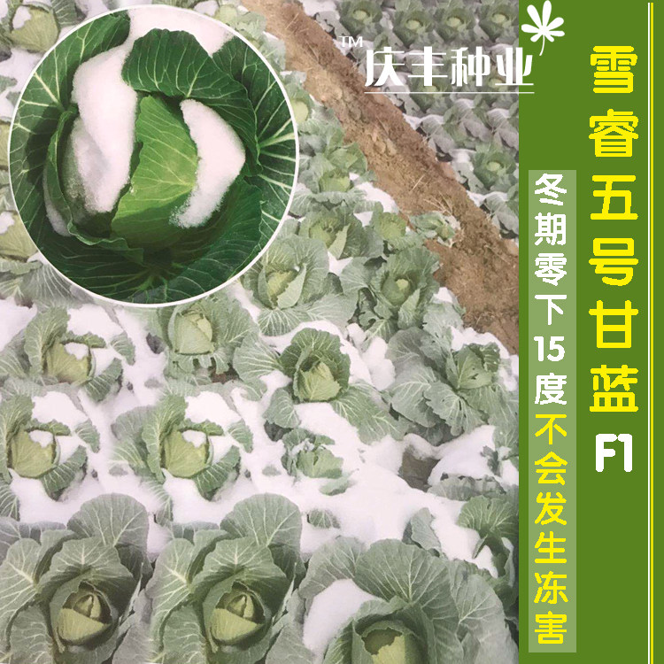 反季节越冬甘蓝甘蓝优质高产甘蓝菜种子--雪睿6号耐零下低温16度