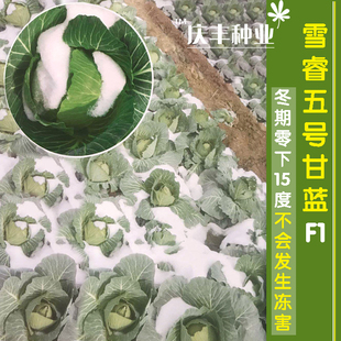 节越冬甘蓝甘蓝优质高产甘蓝菜种子 反季 雪睿6号耐零下低温16度