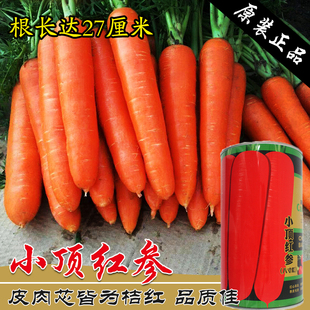 四季 小顶红参胡萝卜种子红色高产老品种水果萝卜秋季 籽种蔬菜孑