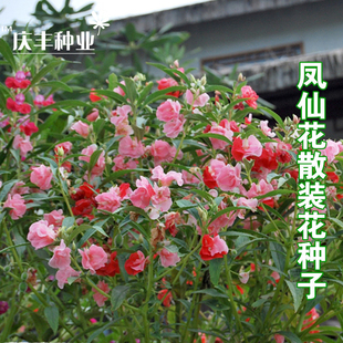 四季 混色阳台盆栽花卉花籽 种庭院草花 茶花凤仙花种子指甲花