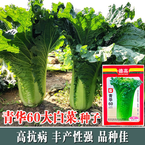 德高甜脆60天直筒青麻叶四季种子