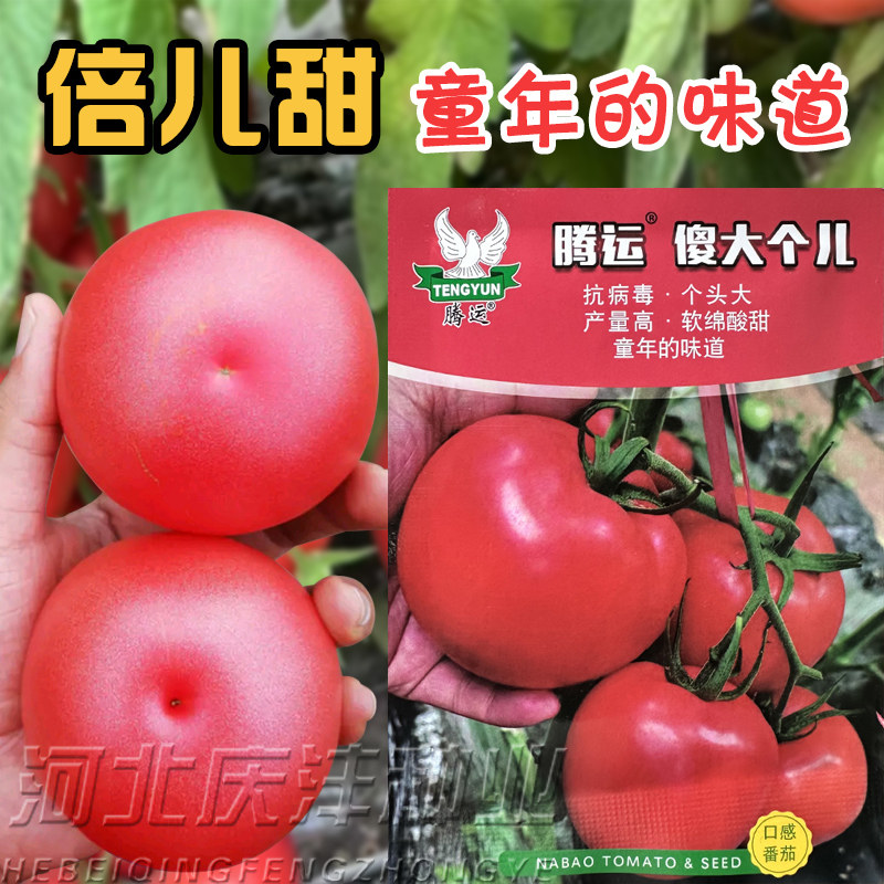 大果番茄种子甜老品种粉红色沙瓤西红柿种子傻大个番茄种籽高产