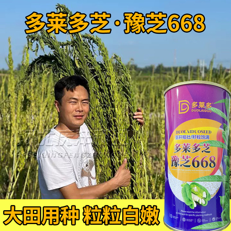 纯白芝麻种子早熟可榨油图片