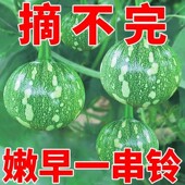 嫩早一串铃南瓜种种子阳台高产早熟小南瓜籽四季 庭院种植蔬菜种子