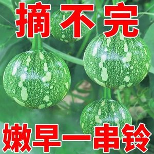 嫩早一串铃南瓜种种子阳台高产早熟小南瓜籽四季庭院种植蔬菜种子