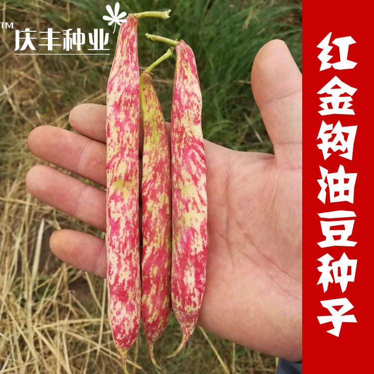 吉林红金钩黄金钩豆角架豆王种子高产油豆角种籽沟芸豆春季蔬菜孑