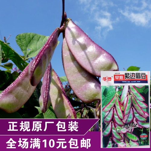 春秋原厂彩包高产眉豆蔬菜种子