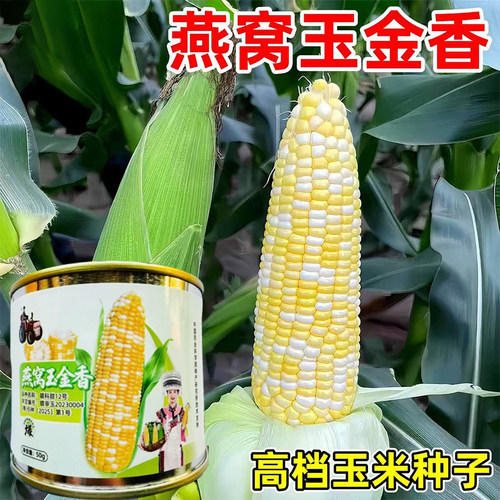 燕窝玉金香超甜爆浆玉米种子