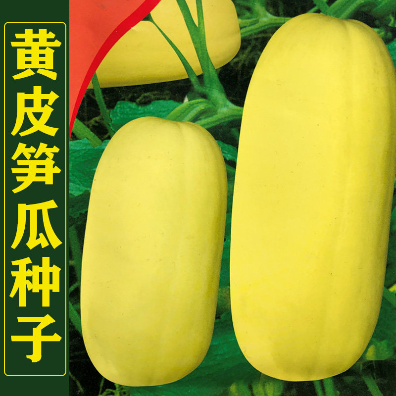 黄皮大笋瓜种子南瓜白玉瓜角瓜种籽高产秋季四季吊瓜蔬菜种孑春季