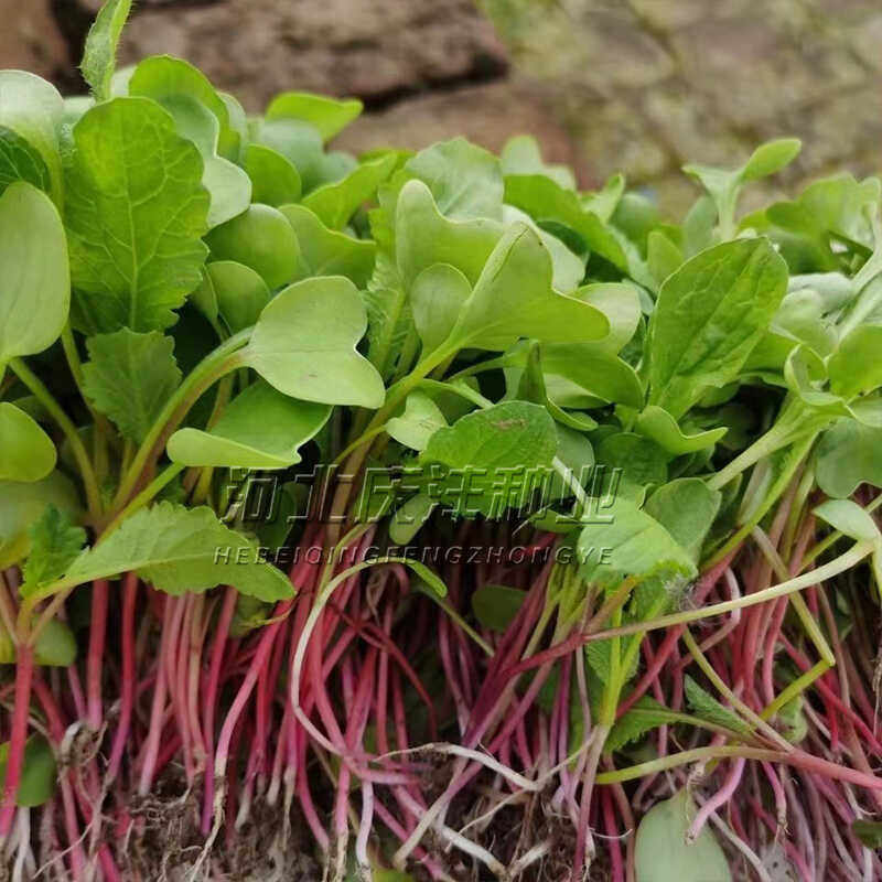 萝卜菜种籽专吃萝卜苗种子四季阳台盆栽小萝卜青菜籽种蔬菜芽苗菜,鲜花速递/花卉仿真/绿植园艺,家庭园艺种子,淘宝优惠券,粉丝福利购,淘宝优惠卷