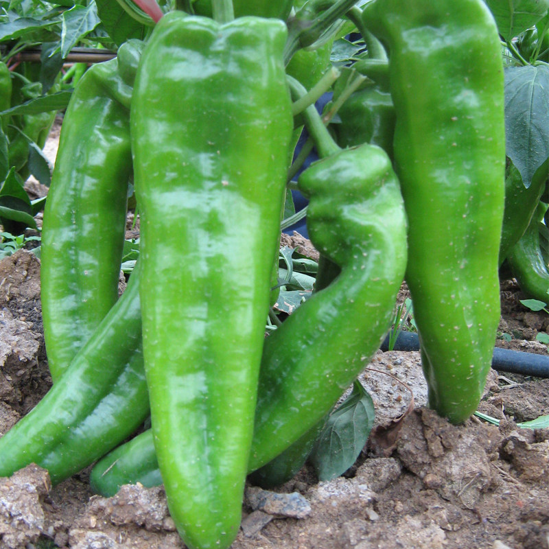 大果牛角椒种子庭院菜园种菜辣椒种子阳台盆栽青椒籽蔬菜种子春季