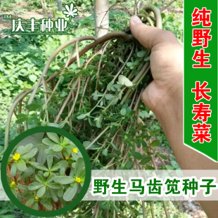 食用马齿苋种子种籽马芷苋籽种盆栽马苋菜蔬菜孑苋菜秋季青菜菜籽