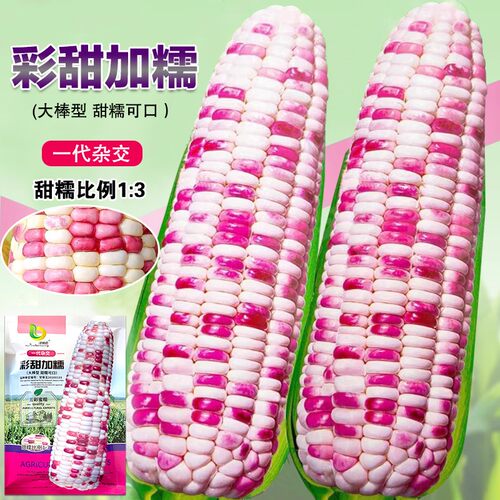彩甜糯玉米种子大全甜糯黏玉米种籽孑花糯东北糯米粘香甜软糯超甜