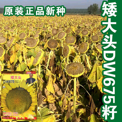 超级矮大头食葵高油大田油葵种子