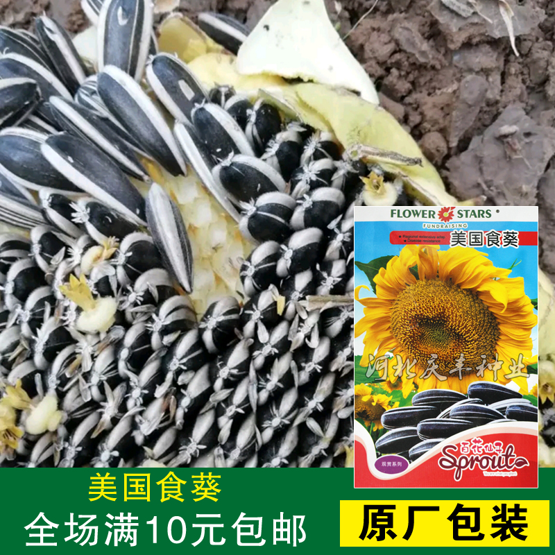 【美国食葵种子】太阳花 葵瓜子种子 食用向日葵种子向日葵花子籽
