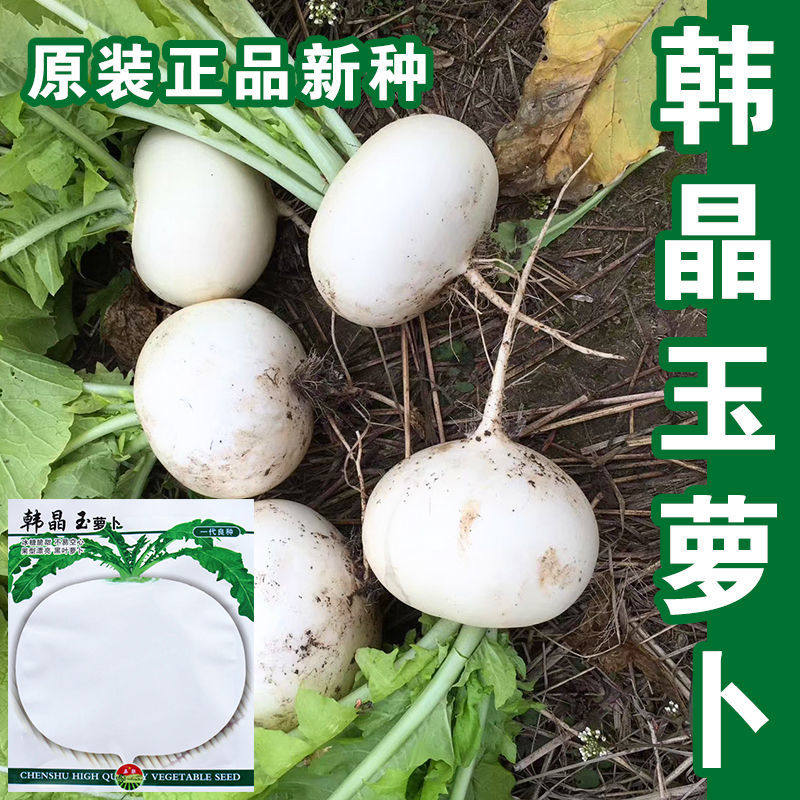 四川圆白萝卜种子 春不老萝卜 清甜水晶萝卜籽 秋季农家蔬菜种子