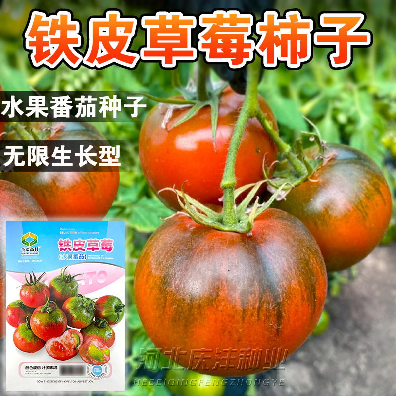 铁皮草莓柿子种子西红柿种籽水果番茄秧苗早熟绿腚柿子春季播种孑
