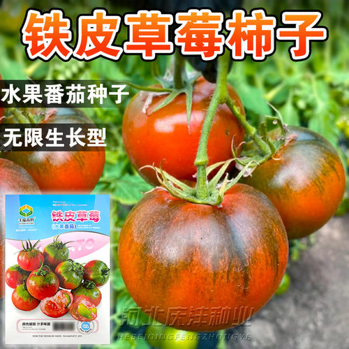 铁皮草莓柿子种子西红柿种籽水果番茄秧苗早熟绿腚柿子春季播种孑