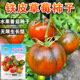 铁皮草莓柿子种子西红柿种籽水果番茄秧苗早熟绿腚柿子春季 播种孑