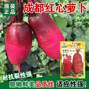 甜脆红心红皮萝卜种子特色品种红萝卜种子早熟秋季满身红萝卜种子
