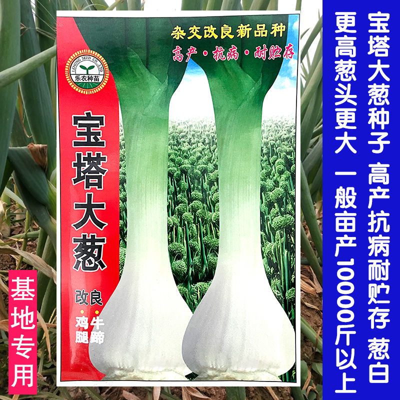 宝塔春季葱种子洁白长白鸡腿大葱
