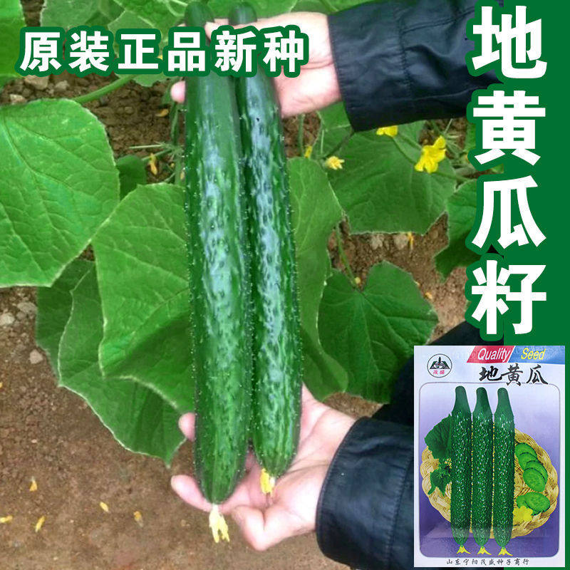 地黄瓜种子水果黄瓜节节瓜高产抗病长黄瓜地菜籽四季播蔬菜种子