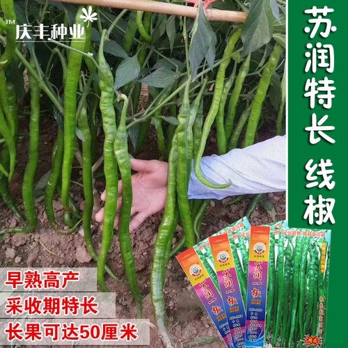 蔬菜苏润帝王超长种苗春四季线椒