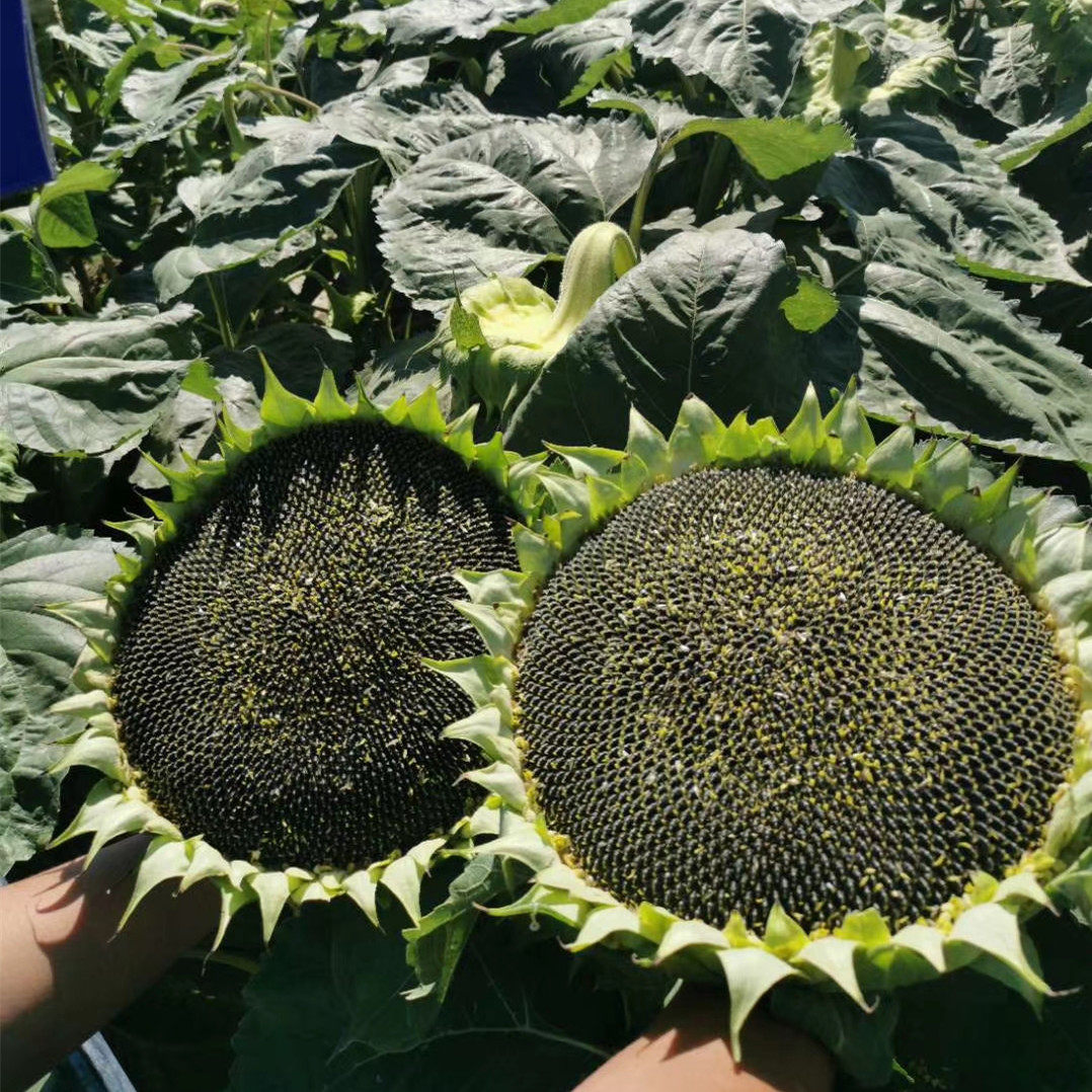 食用向日葵种子种籽矮葵花油葵盆栽观赏孑特大籽种小春夏秋季播种