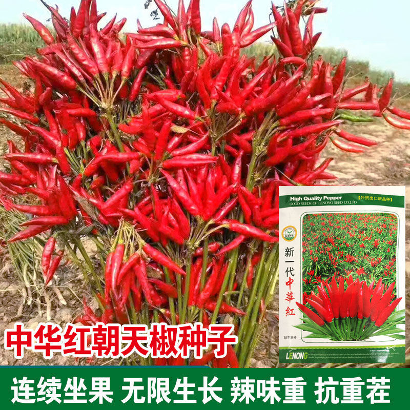 新一代中华红小米种籽新鲜朝天椒