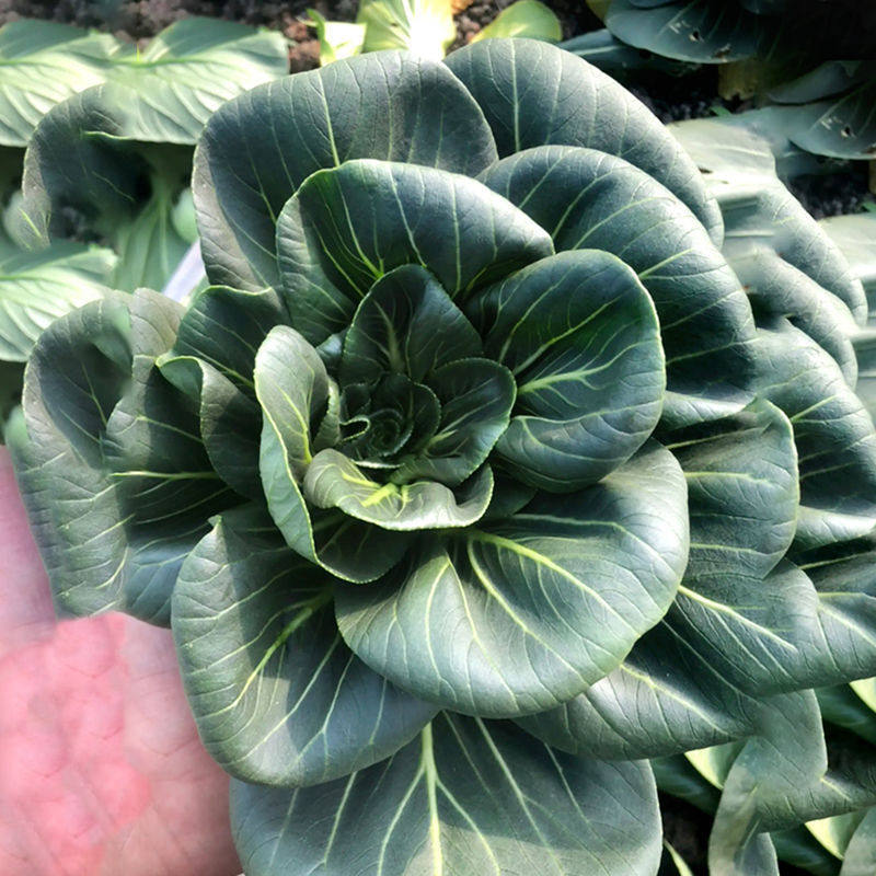 黑叶矮箕苏州青油菜种子矮脚小白菜青菜油菜种籽春季夏季蔬菜种孑