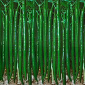 线椒种子超辣高产辣椒二荆条长四季 种籽盆栽南方种苗蔬菜种孑春季