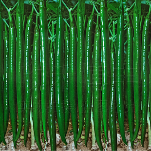 线椒种子超辣高产辣椒二荆条长四季 种籽盆栽南方种苗蔬菜种孑春季