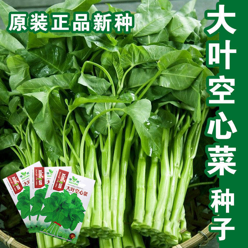 空心菜籽种种子大全水上四季菜苗带根蔬菜空心菜种籽种孑农家盆栽 河北庆沣种业 只做好种子 淘优券