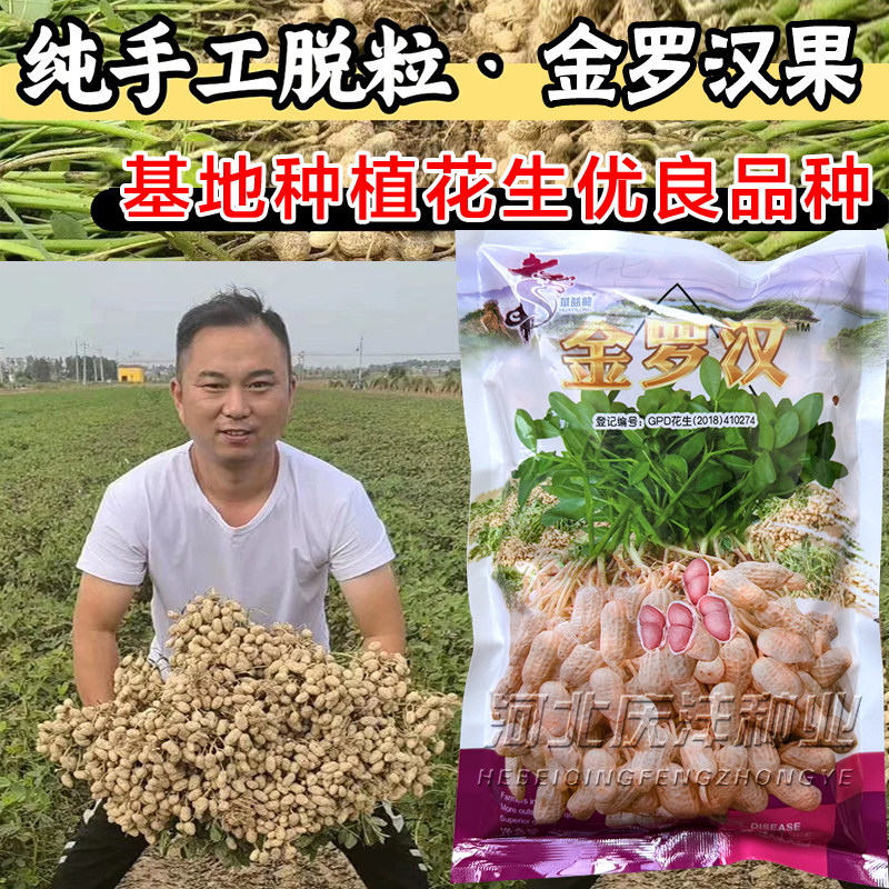金罗汉花生种子纯手工脱壳图片