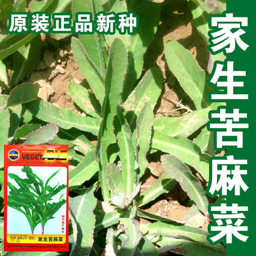 春季葛麻苣菜四季曲麻菜