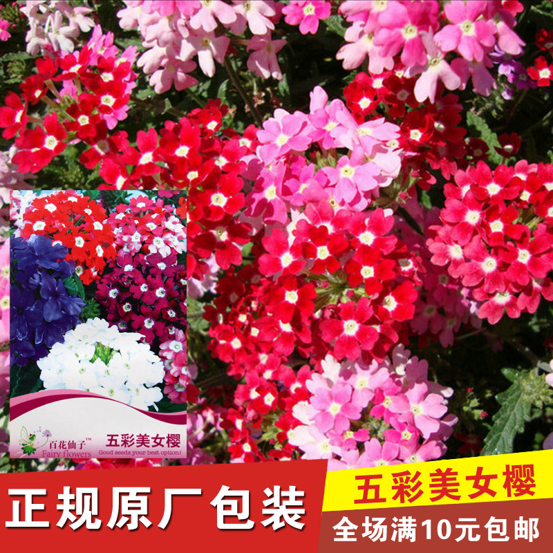 多年生美女樱 彩包花卉种子 别名 马鞭草 阳台垂钓花卉易栽培花籽