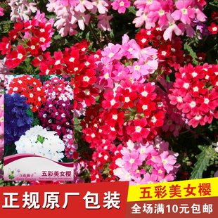 多年生美女樱 彩包花卉种子 别名 马鞭草 阳台垂钓花卉易栽培花籽