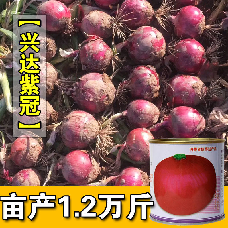 红皮洋葱种子 圆葱种子 葱头种子 春秋冬栽培 味甜辣 大面积用种