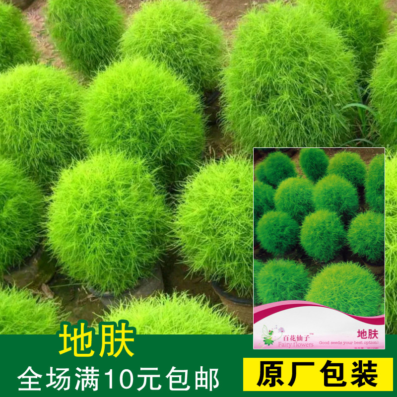 花卉种子 地肤  有氧植物盆栽观叶赏草净化空气庭院 绿化阳台易种